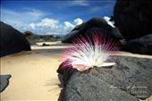 A fallen blossom that only blooms at night to attract bats. During my visit of the Turtle Island - Pulau Talang Talang Besar - digging out turtle eggs at night and putting them in the hatchery. Relaxing during the day.: by kathrinsapiha, Views[622]