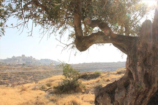 Shepherds Field Over Looking Bethlehem