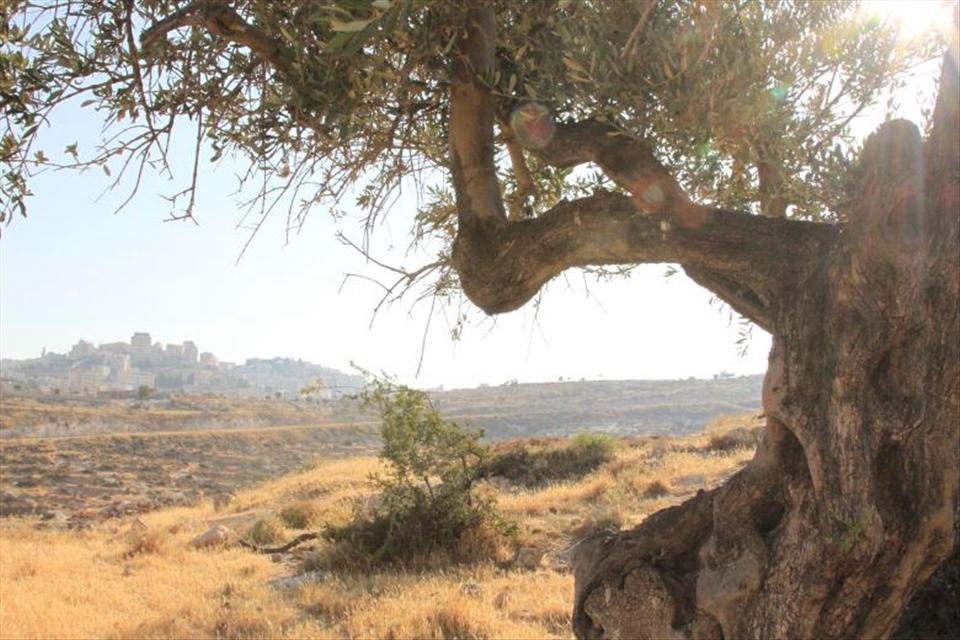 Shepherds Field Over Looking Bethlehem