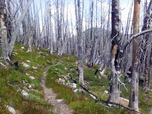 Fire cleared the landscape of hiding places
