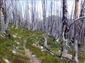 Fire cleared the landscape of hiding places
: by katmaureen, Views[136]