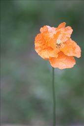 by katmelkjor, Views[202]