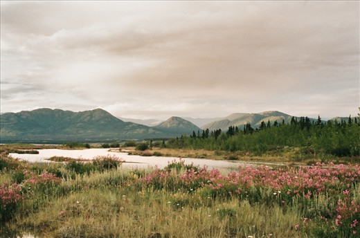 The summer brings colour to the Kluane ranges. Fireweed blooms purple, the grass glows golden, and the light green of the shrubs and aspen contrasts the dark green of the spruce trees.