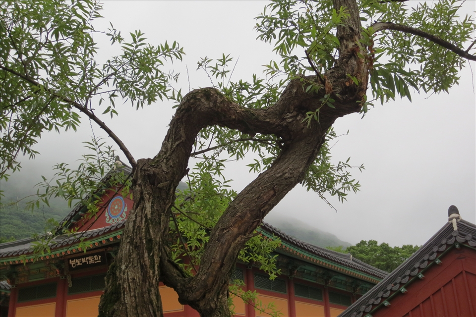 A special tree to the monks at the temple, because two branches grew into one