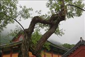 A special tree to the monks at the temple, because two branches grew into one: by katria, Views[463]