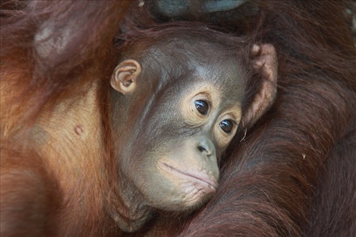 Visting the locals at Camp Leakey, the Orang-Utan rehabilitation centre in Kalimantan, Borneo