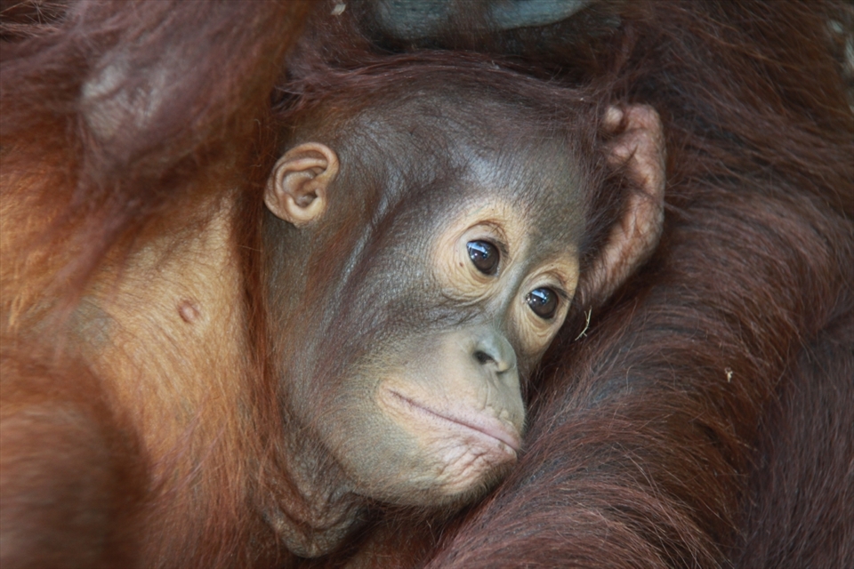 Visting the locals at Camp Leakey, the Orang-Utan rehabilitation centre in Kalimantan, Borneo