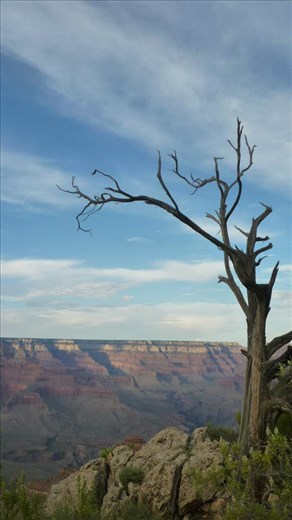 Dead tree in Grand Canyon NP