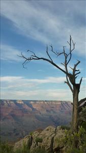Dead tree in Grand Canyon NP: by katystubbs, Views[247]