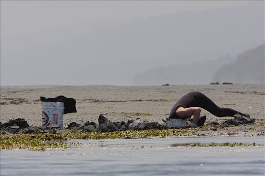 The lowest tides of all bring rowdy mobs of clammers out to the exposed sandflats to dig deeply for the prized Geoduck Clam (Panopea generosa) and several smaller species. Over the years the methods of digging change, but never how deep clammers like this one have to reach down for their bivalves. After busy weekends of digging, much of the larger wildlife (such as Bobcats) will disappear for several days after the onslaught of people.