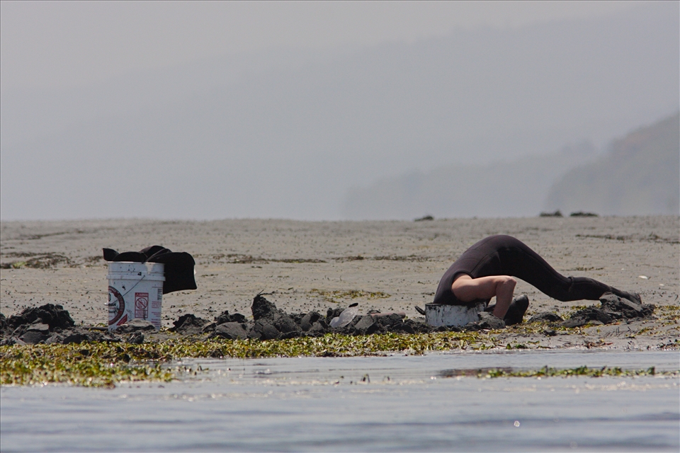 The lowest tides of all bring rowdy mobs of clammers out to the exposed sandflats to dig deeply for the prized Geoduck Clam (Panopea generosa) and several smaller species. Over the years the methods of digging change, but never how deep clammers like this one have to reach down for their bivalves. After busy weekends of digging, much of the larger wildlife (such as Bobcats) will disappear for several days after the onslaught of people.