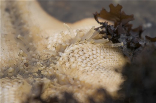 I live near the cold waters of Tomales Bay in California. Its shores teem with life that becomes visible as the tides drop. This seastar, its weight unsupported by water, was unable to maintain its hold as gravity peeled it from its rock to expose its intricate and vulnerable underside.