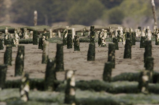 All is not idyllic splendor on Tomales Bay. Wildlife are not the only ones to take advantage of its tides. The east shore has been farmed for oysters since 1850, and the farmers, descending with the tides to tend their “fields,” use chunks of PVC pipe to lift the bags the oysters grow in off of the muddy bottom, transforming the landscape. 
