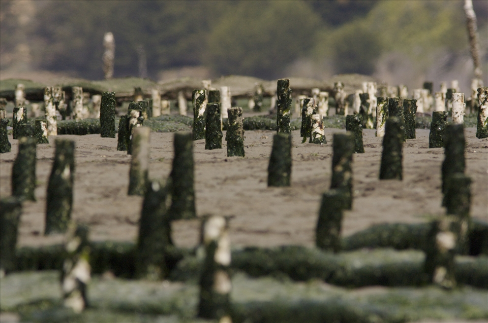 All is not idyllic splendor on Tomales Bay. Wildlife are not the only ones to take advantage of its tides. The east shore has been farmed for oysters since 1850, and the farmers, descending with the tides to tend their “fields,” use chunks of PVC pipe to lift the bags the oysters grow in off of the muddy bottom, transforming the landscape. 