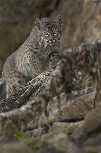When low tide coincides with dawn or dusk Raccoons (Procyon lotor) and similar species descend on the shores to scavenge the tide’s leavings and to hunt crabs and mollusks. Larger species such as this Bobcat (Lynx rufus) stalk the shores in search of them and resting birds. I was able to position my kayak to photograph this male as it hunted the narrow, exposed band of rocky shore between cliff and sea.