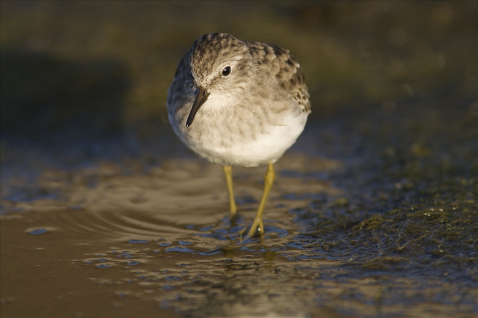 As the intertidal zone becomes exposed, shore birds such as the Least Sandpiper (Calidris minutilla) begin hunting the shores for invertebrates. They are but one link in the food chain supported by the tides of the bay.
