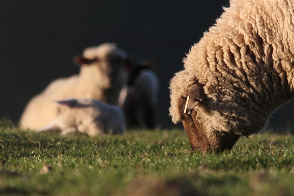 Sheep are found on nearly every continent. Where there are people...