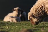 Sheep are found on nearly every continent. Where there are people...: by kayakphotographer, Views[698]