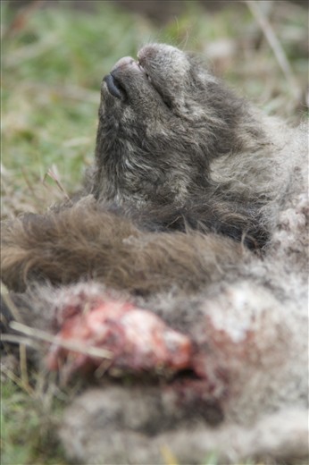 Is the final result a surprise? Can we blame them for hunting their own lands?