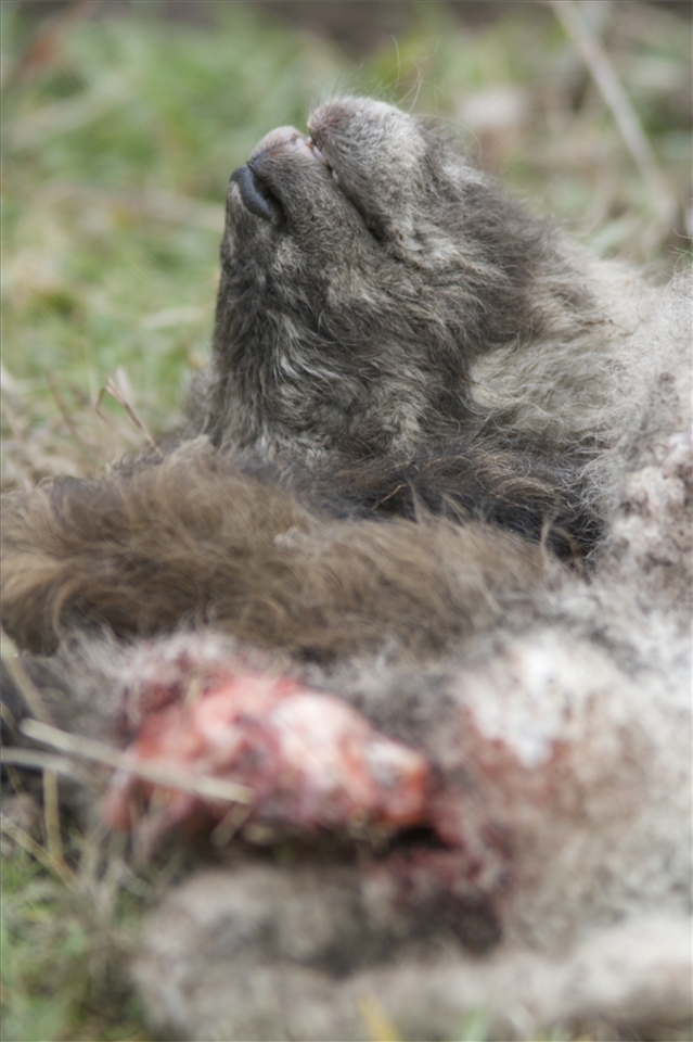 Is the final result a surprise? Can we blame them for hunting their own lands?