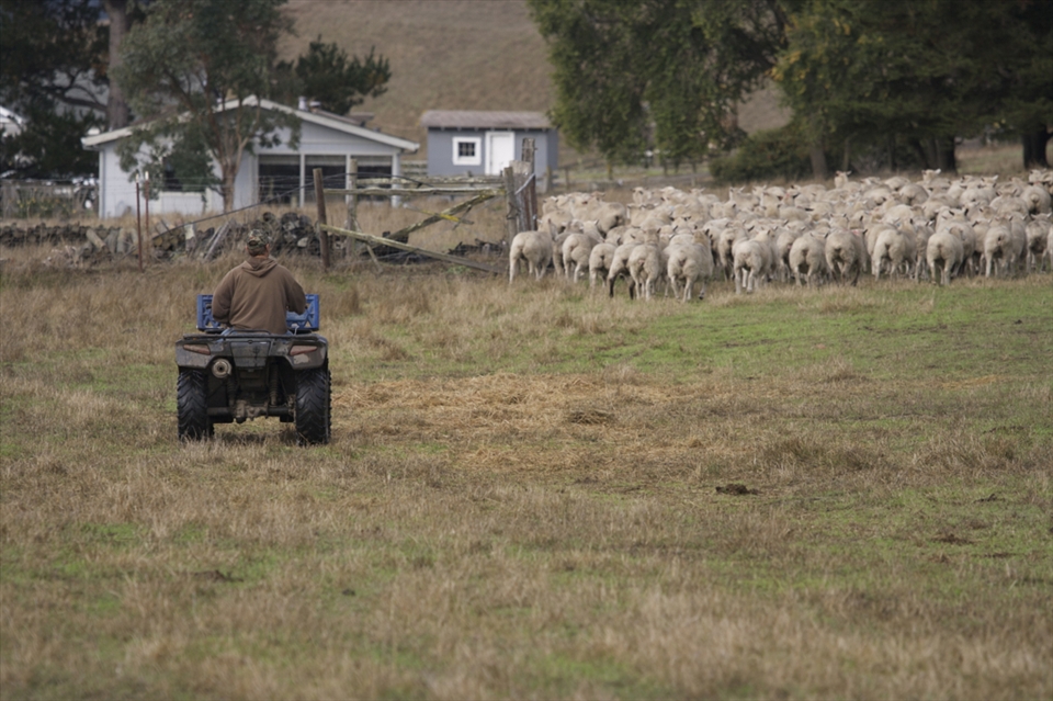 We may develop new aids to sheep ranching, but sheep themselves do not change