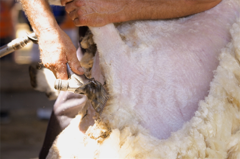 As a source of meat and wool, they are a huge part of our lives