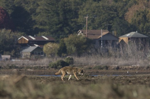 Nor have their predators changed. Yet, we are taking over the predators grounds