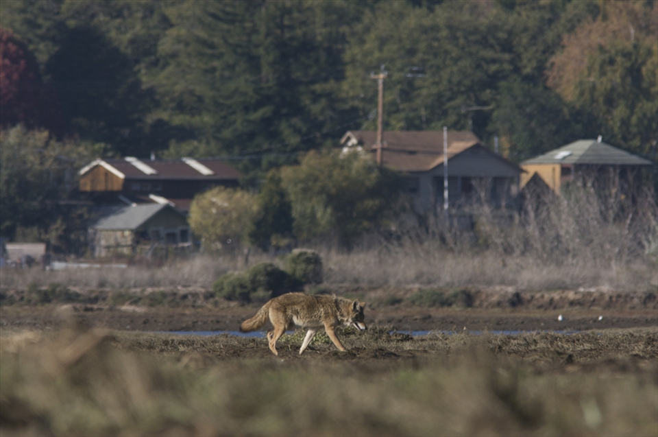 Nor have their predators changed. Yet, we are taking over the predators grounds