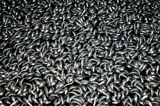 Millions of sardines captured for a morning catch.