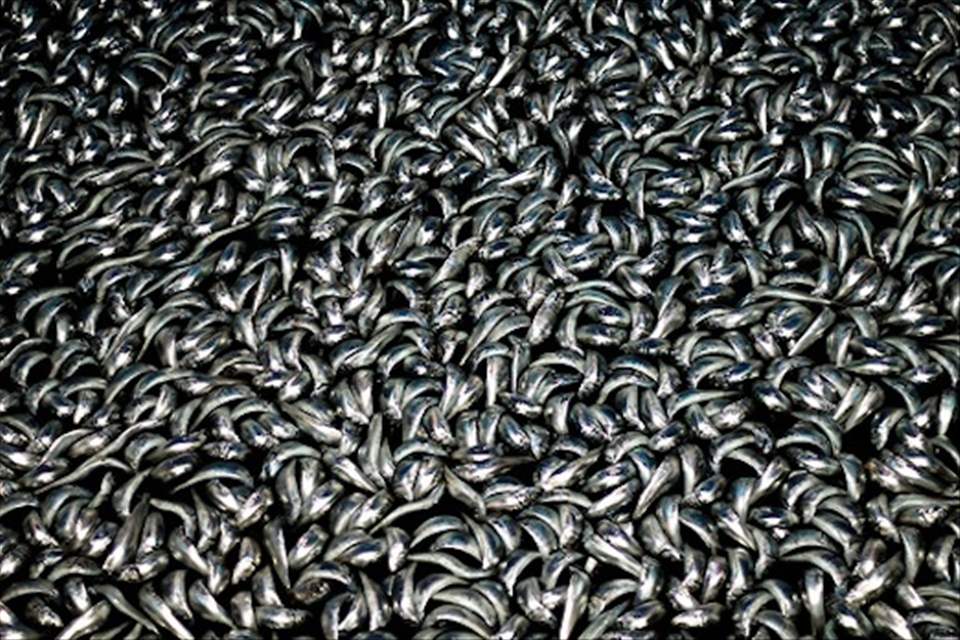 Millions of sardines captured for a morning catch.