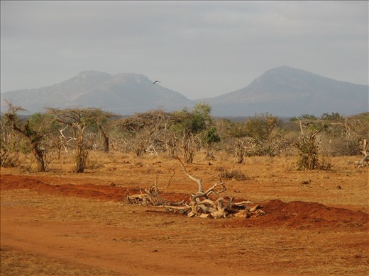 1. The dry red soil of Tsavo brings stark reminder of the drought that forces lions, buffalo and people into close proximity and conflict.  The red soil hints at the human blood famously spilled in 1898 and the blood that is still spilled when the sun goes down.   In the scrub are strange lions.   Males lacking proper manes, bodies coloured grey and with a different social structure to other lions. The very close encounter experiences in this place will live with me forever.