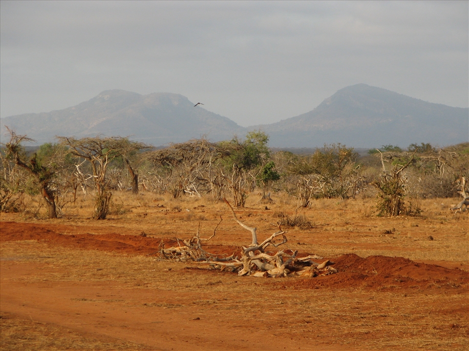 1. The dry red soil of Tsavo brings stark reminder of the drought that forces lions, buffalo and people into close proximity and conflict.  The red soil hints at the human blood famously spilled in 1898 and the blood that is still spilled when the sun goes down.   In the scrub are strange lions.   Males lacking proper manes, bodies coloured grey and with a different social structure to other lions. The very close encounter experiences in this place will live with me forever.