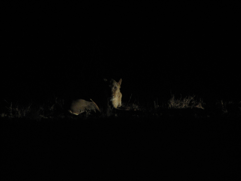 2. Driving through the pitch black Tsavo scrub, our ears bombarded by surround-sound animal noise but our eyes blind. Suddenly lions materialise out of the darkness into our spotlights.  Blink, and we could have missed them.  There are three lions.  The sub-adult male here is in the company of his brother and mother, concealed in the nearby darkness.  In the Tsavo night photography is a true reflection of the place and life - raw, real and instantaneous.