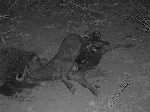 3. This is the Tsavo night.  Some places feel more real after dark and Tsavo is one of them.  Reminiscent of a crime scene photo the evidence shows buffalo is high on the menu during the drought.  Once famous for man-eating, the maneless lions here make use of the large numbers of buffalo that concentrate in the areas surrounding meagre remaining water sources.