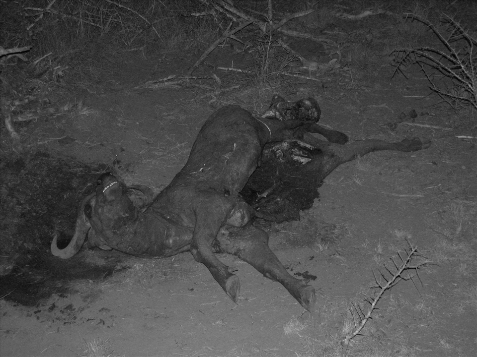 3. This is the Tsavo night.  Some places feel more real after dark and Tsavo is one of them.  Reminiscent of a crime scene photo the evidence shows buffalo is high on the menu during the drought.  Once famous for man-eating, the maneless lions here make use of the large numbers of buffalo that concentrate in the areas surrounding meagre remaining water sources.