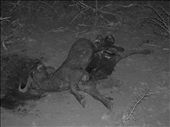 3. This is the Tsavo night.  Some places feel more real after dark and Tsavo is one of them.  Reminiscent of a crime scene photo the evidence shows buffalo is high on the menu during the drought.  Once famous for man-eating, the maneless lions here make use of the large numbers of buffalo that concentrate in the areas surrounding meagre remaining water sources.: by kazmey, Views[609]