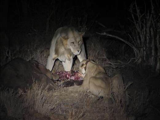 4. On this night the family trio we first saw were lucky.  A full grown buffalo had been killed by two fully-mature male brother lions (one above), who allowed the unrelated family to share it - within limits.  At this moment the sub-adult males have just been chased off leaving the mother lion (lying down with the radio collar) to continue eating.   But one of the muscled-up males persists in displaying his dominance.  Note the missing mane (just a little mohawk) and the grey colouring of his head and body.