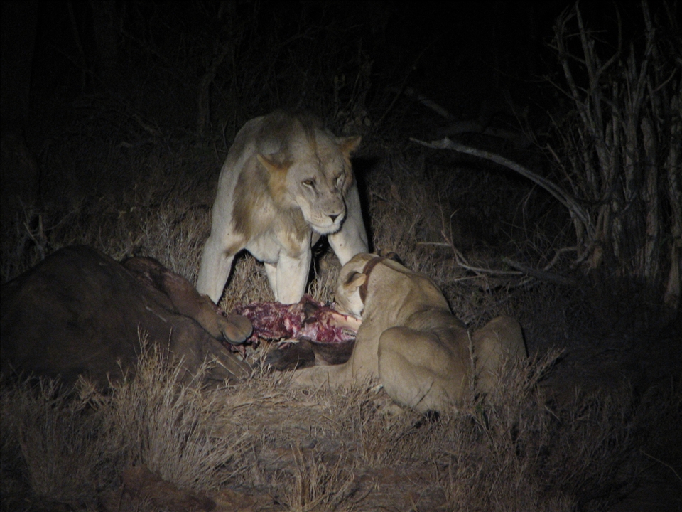 4. On this night the family trio we first saw were lucky.  A full grown buffalo had been killed by two fully-mature male brother lions (one above), who allowed the unrelated family to share it - within limits.  At this moment the sub-adult males have just been chased off leaving the mother lion (lying down with the radio collar) to continue eating.   But one of the muscled-up males persists in displaying his dominance.  Note the missing mane (just a little mohawk) and the grey colouring of his head and body.