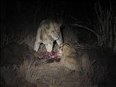4. On this night the family trio we first saw were lucky.  A full grown buffalo had been killed by two fully-mature male brother lions (one above), who allowed the unrelated family to share it - within limits.  At this moment the sub-adult males have just been chased off leaving the mother lion (lying down with the radio collar) to continue eating.   But one of the muscled-up males persists in displaying his dominance.  Note the missing mane (just a little mohawk) and the grey colouring of his head and body.: by kazmey, Views[621]