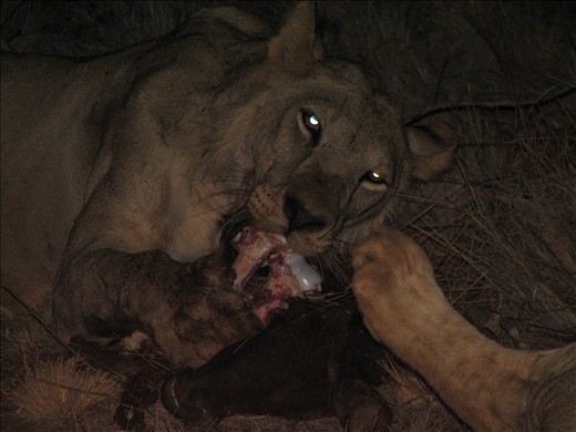 5. With eyes shining one of the sub-adult male siblings takes his turn chewing on one tiny baby buffalo - shared with his mother and brother.  His brother’s foot pokes into the frame as he lounges nearby.  An atmosphere of ease surrounds the carcass on this night.  With such a small meal the family trio have steered clear of the full-grown males they encountered in the previous image.  But the relaxed atmosphere did not last long for some - soon after this moment the lion rose, sharpened his claws on a tree and then intently locked his shinning eyes on us.