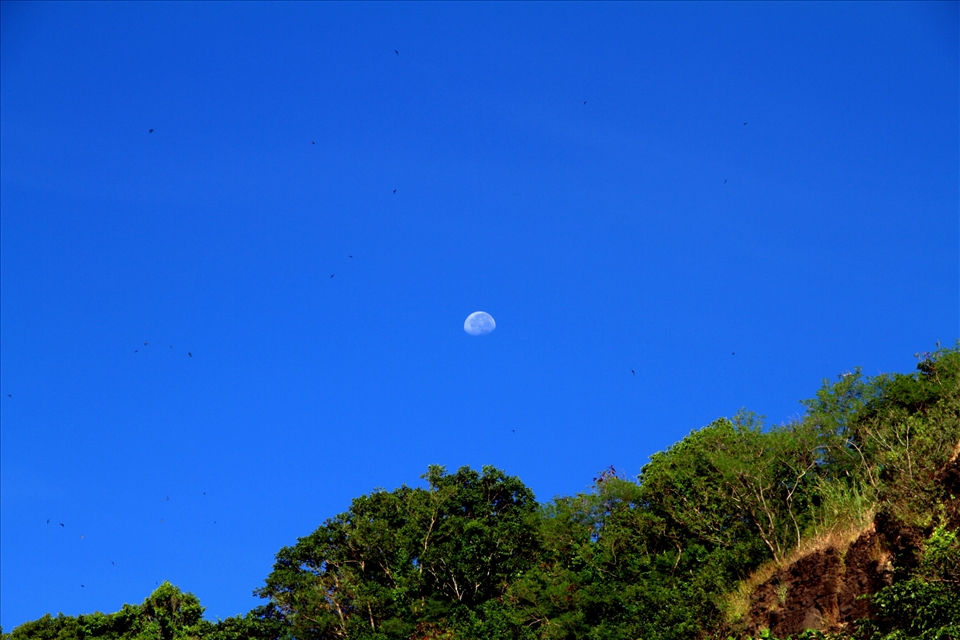 Fly by Luna, I saw something but i don't know if it's a fruit bats or birds?