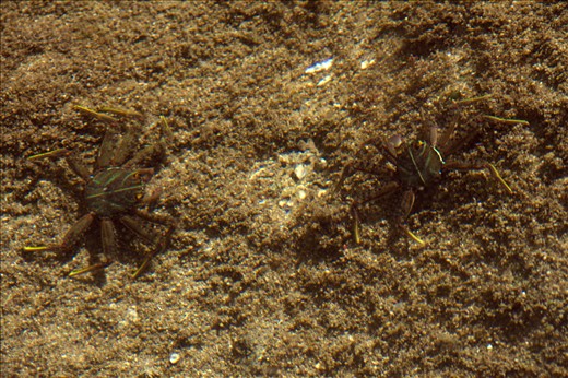 camouflage! It's feeding time! this two sea crabs in some moment they cloaked.