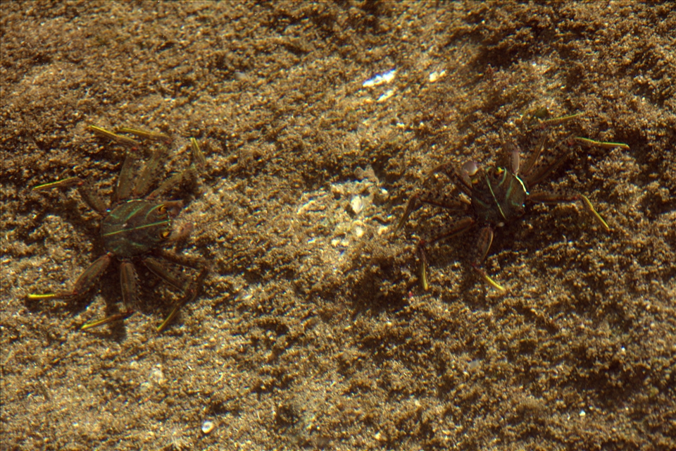 camouflage! It's feeding time! this two sea crabs in some moment they cloaked.