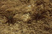 camouflage! It's feeding time! this two sea crabs in some moment they cloaked.: by kcir, Views[509]