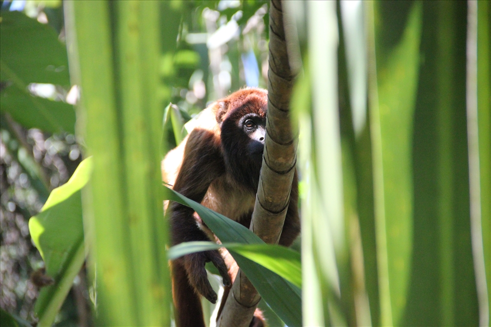 A rescued Howler monkey explores his surroundings in La Senda Verde
