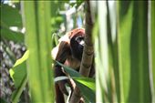 A rescued Howler monkey explores his surroundings in La Senda Verde: by keith101, Views[594]