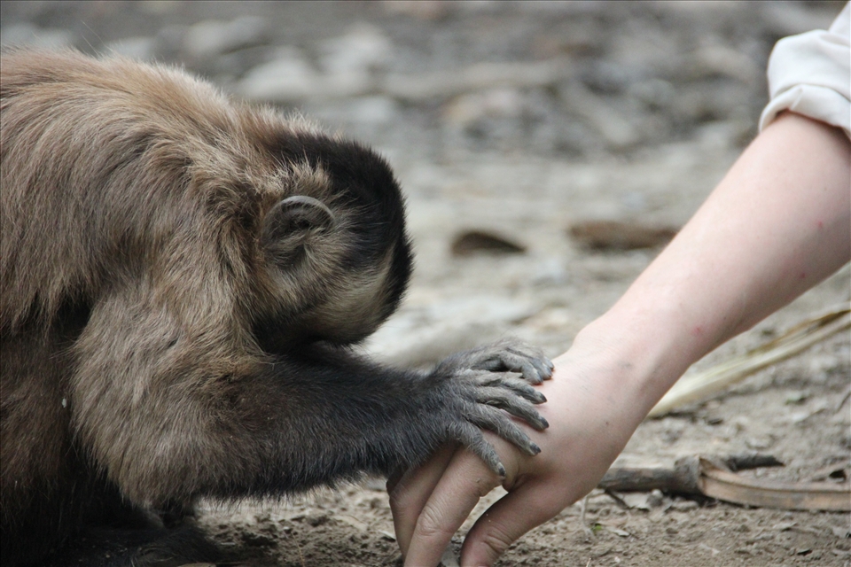 With time volunteers gain the trust of this highly intelligent animal