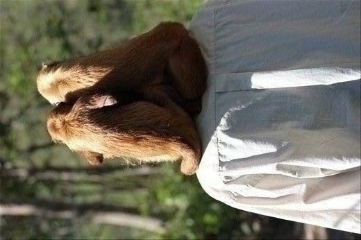 A 'Monkey'Mother' has a very close bond with her 'babies'