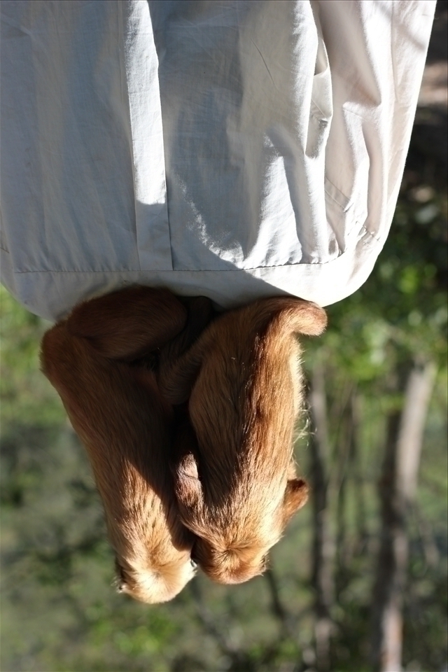 A 'Monkey'Mother' has a very close bond with her 'babies'