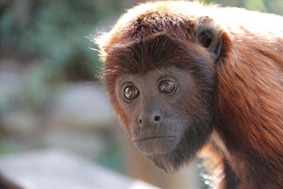 Sad eyes reflect the horrendous trauma many of these animals have experienced